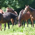 Vakantiehuis Et Relais Equestre De Marie *